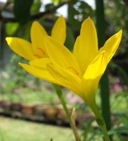 Zephyranthes Species, Citron Zephyr Lily, Yellow Rain Lily