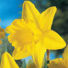 Trumpet Narcissus, Trumpet Daffodil King Alfred