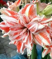 Hippeastrum, Amaryllis 'Dancing Queen'
