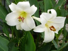 Species Lilium, Philippine Lily