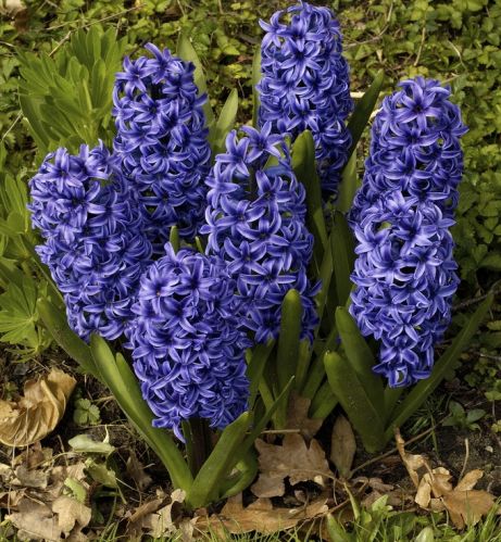 Hyacinthus, Dutch Hyacinth Blue Jacket