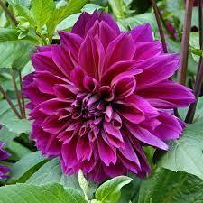 Heirloom Dahlia, Formal Decorative Dahlia 'Thomas A. Edison'