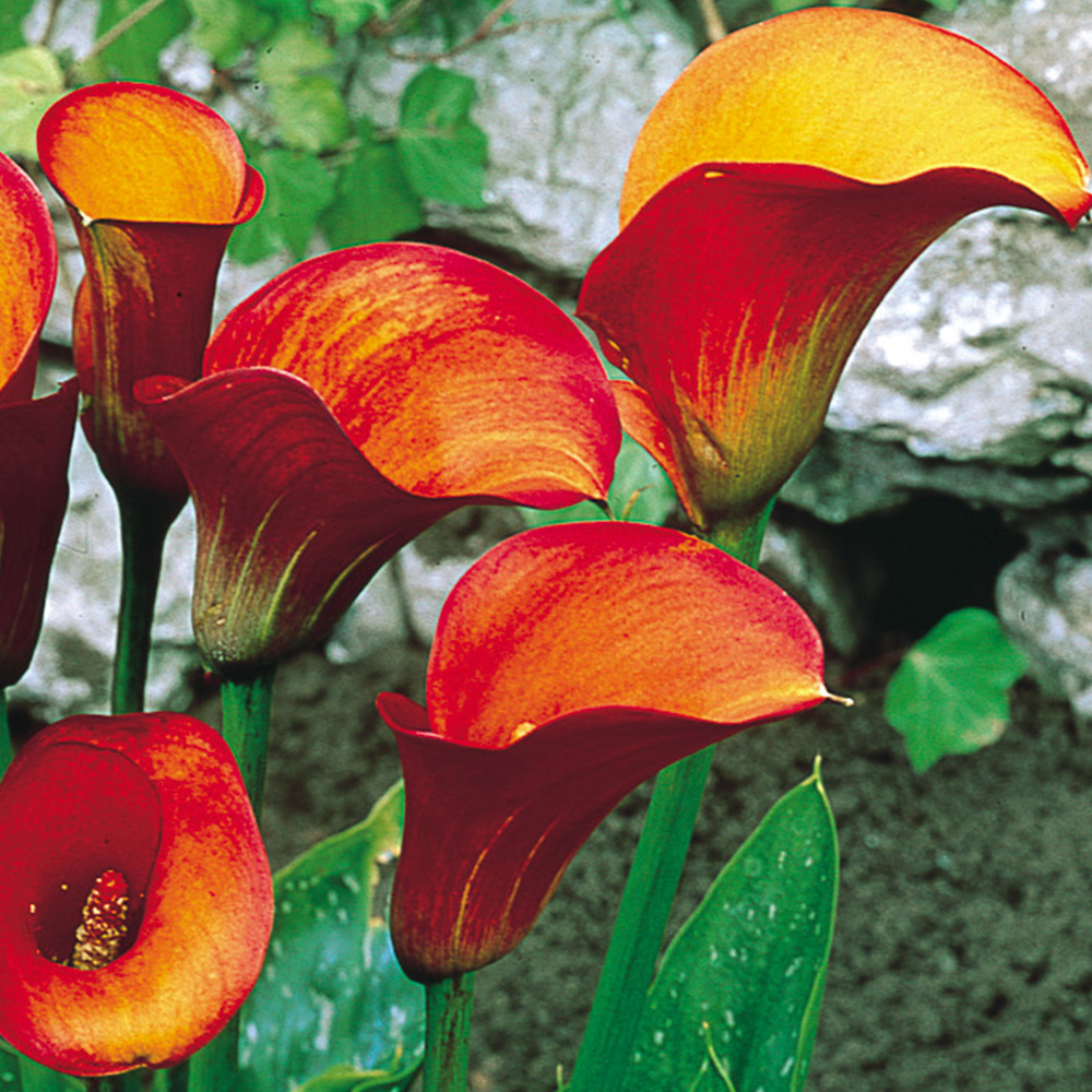 Zantedeschia, Calla Lily Flame