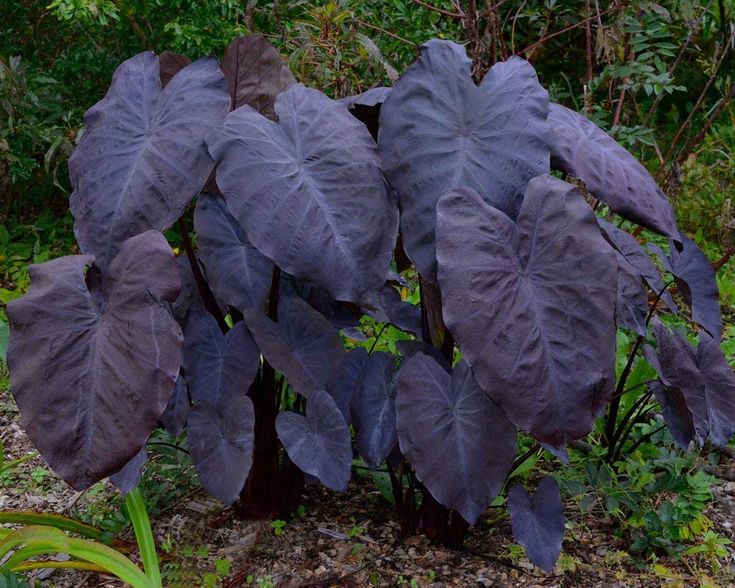 Colocasia, Elephant Ear, Taro Miranda