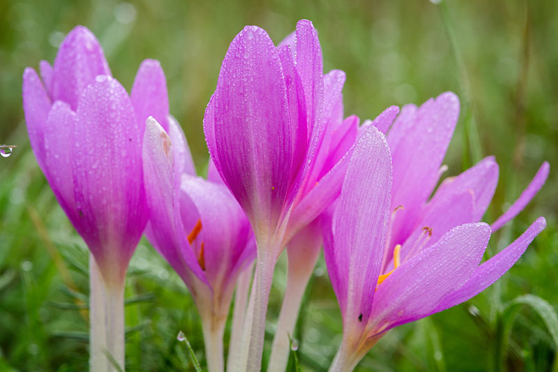 Species Crocus, Autumn Crocus, Fall Crocus