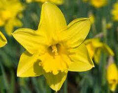 Trumpet Narcissus, Trumpet Daffodil 'Rijnveld's Early Sensation'
