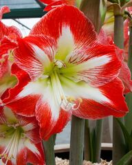 Hippeastrum, Amaryllis 'Minerva'