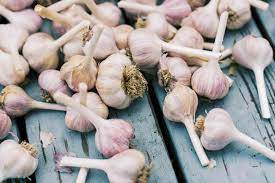 Allium, Hardneck Garlic, Rocambole, Serpent Garlic German Stiffneck