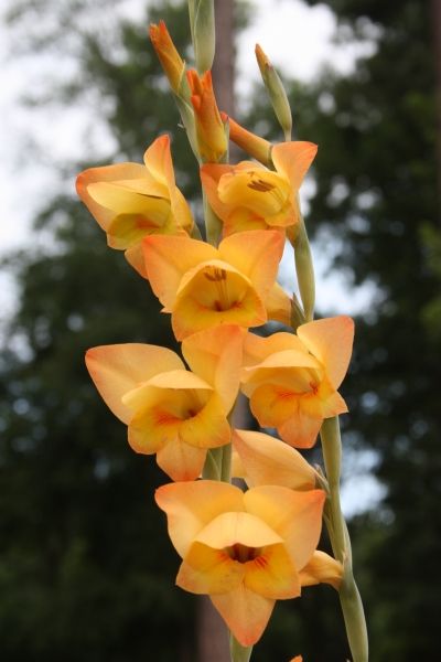 Gladiola Boone