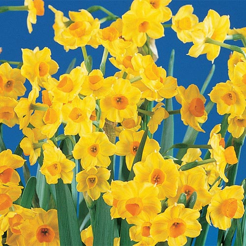 Tazetta Narcissus, Paperwhite Daffodil, Paperwhites Grand Soleil DOr