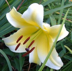 Oriental-Trumpet Lily, OT Hybrid, Orienpet Lily 'Honeymoon'