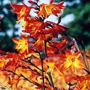 Crocosmia Challa