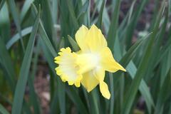 Trumpet Narcissus, Trumpet Daffodil 'Spellbinder'