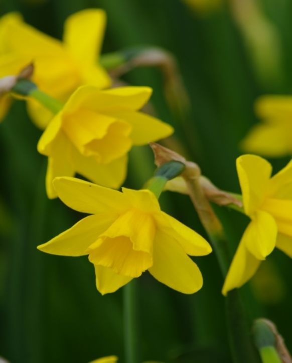 Jonquilla Narcissus, Apodanthus Daffodil Sweetness