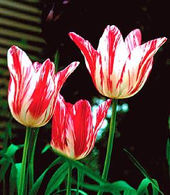 Rembrandt Tulip Zomerschoon