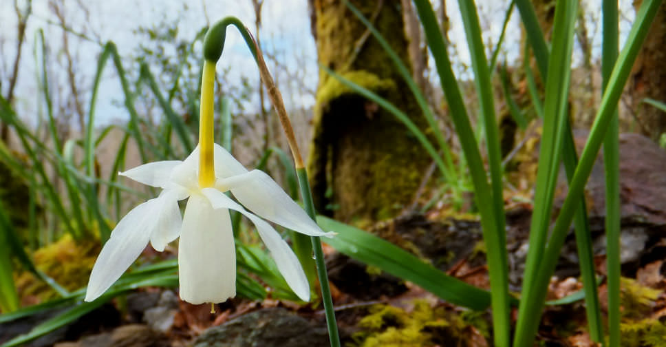 Triandrus Narcissus, Triandrus Daffodil, Angels Tears Shot Silk