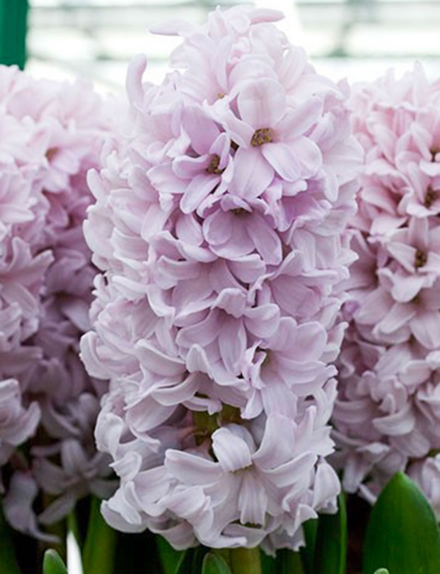 Hyacinthus, Dutch Hyacinth Top Hit