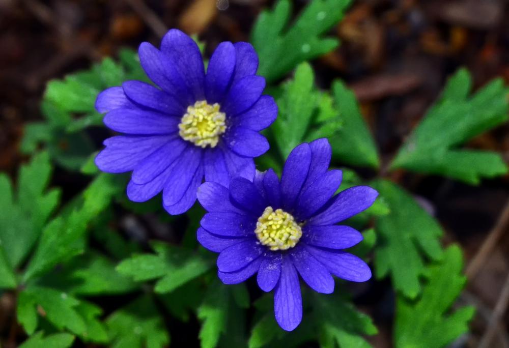 Anemone, Grecian Windflower Blue Star