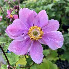 Anemone, Japanese Windflower, Japanese Anemone, Japanese Thimbleflower Max Vogel