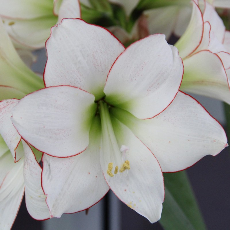 Hippeastrum, Amaryllis Picotee