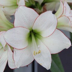 Hippeastrum, Amaryllis 'Picotee'