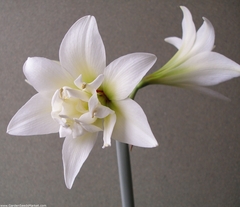 Hippeastrum, Amaryllis 'Jewel'