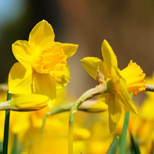 Long-cupped Narcissus, Large-cupped Daffodil Big Gun