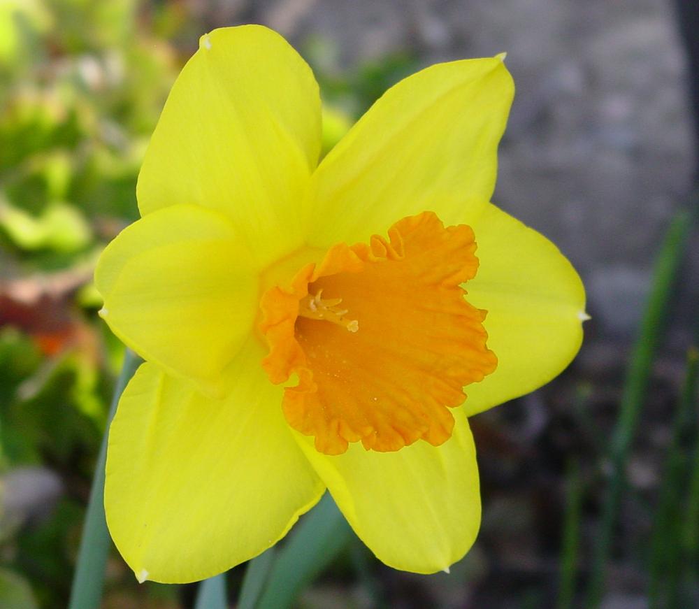 Long-cupped Narcissus, Large-cupped Daffodil Pimpernel