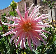 Cactus Dahlia Joan of Arc 