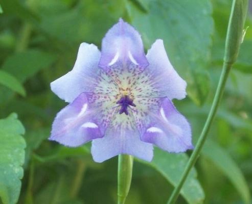 Alophia Species, Mexican Pine Woods Lily