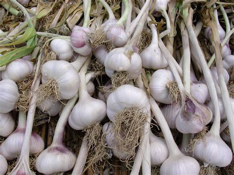 Allium, Softneck Garlic Lorz Italian