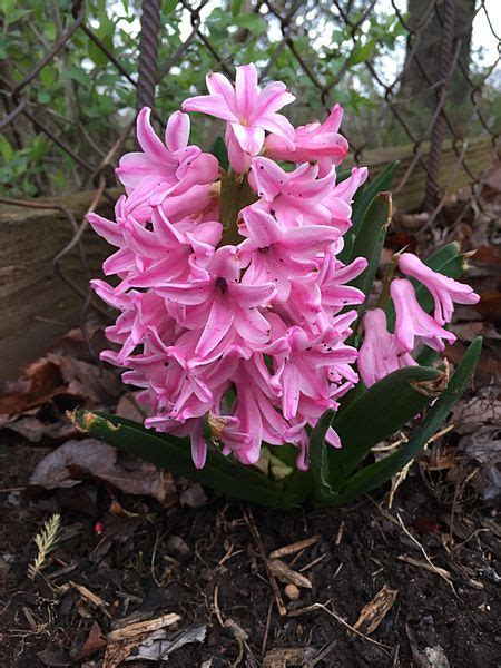 Hyacinthus, Dutch Hyacinth Pink Frosting