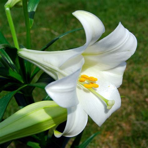 Easter Lily Elegant Lady