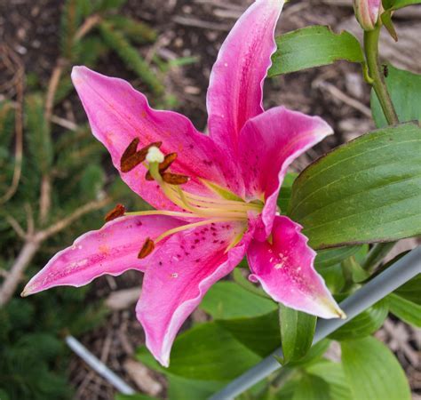 Oriental Lily Salmon Star