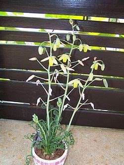 Albuca Species, Spiral Grass