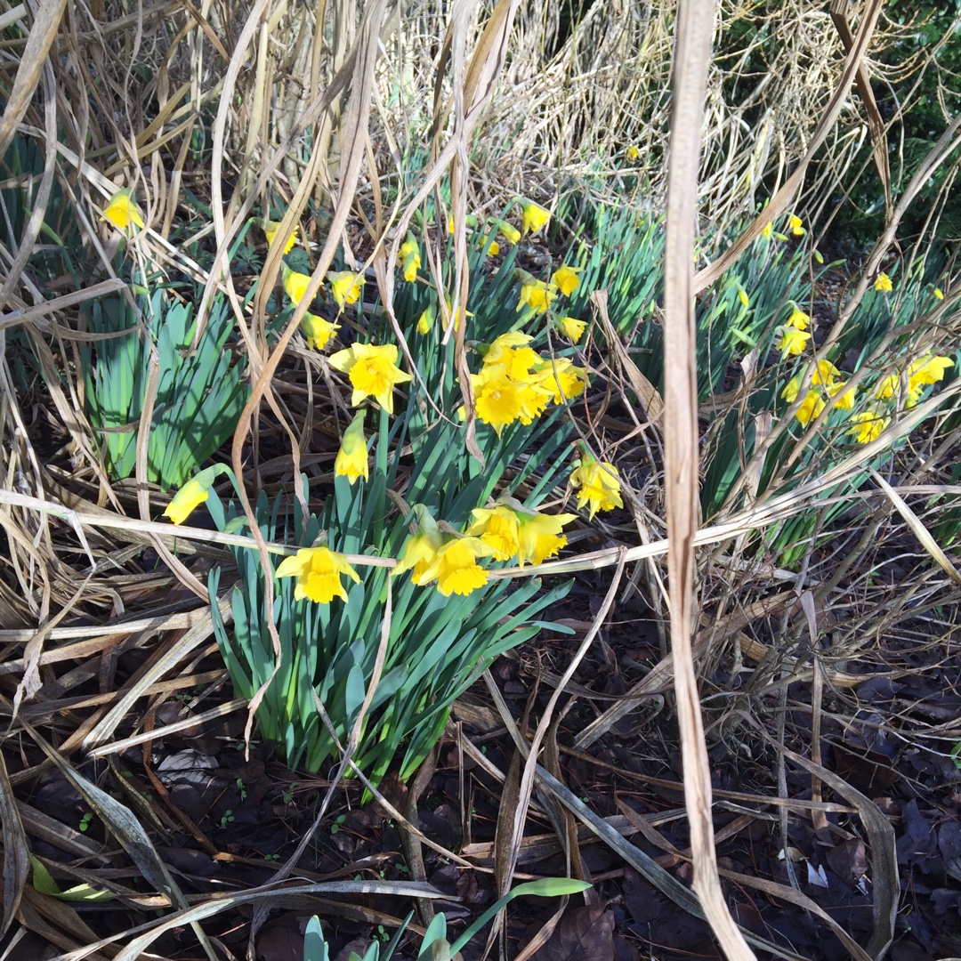 Long-cupped Narcissus, Large-cupped Daffodil First Hope
