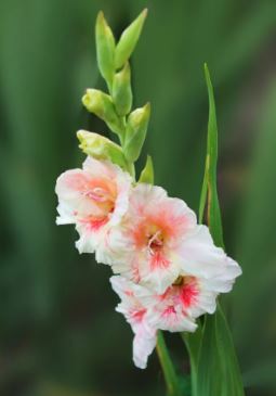 Gladiolus Episide