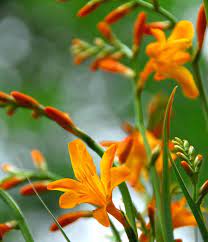 Crocosmia Meteore