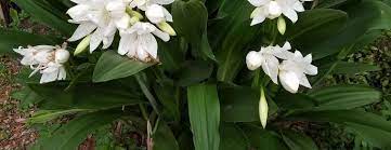 Crinum Lily Rattrayii