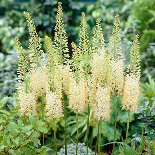 Eremurus, Foxtail Lily Tropical Dream