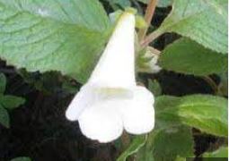Achimenes Species, Sweet Achimenes