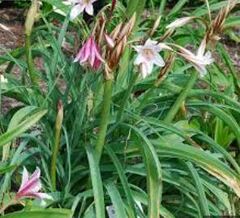Hardy Swamplily, Deep Sea Lily, Orange River Lily