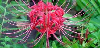 Lycoris Species, Hurricane Lily, Surprise Lily