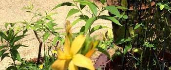 Echeandia Species, Chandlers Craglily, Shooting Star Lily