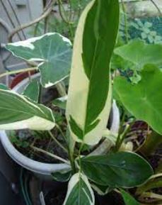 Arrowroot, Obedience Plant Variegata