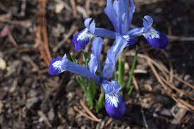 Reticulated Iris Clairette