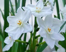 Tazetta Narcissus, Paperwhite Daffodil, Paperwhites Inbal