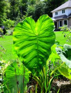Colocasia, Elephant Ear, Taro Maea