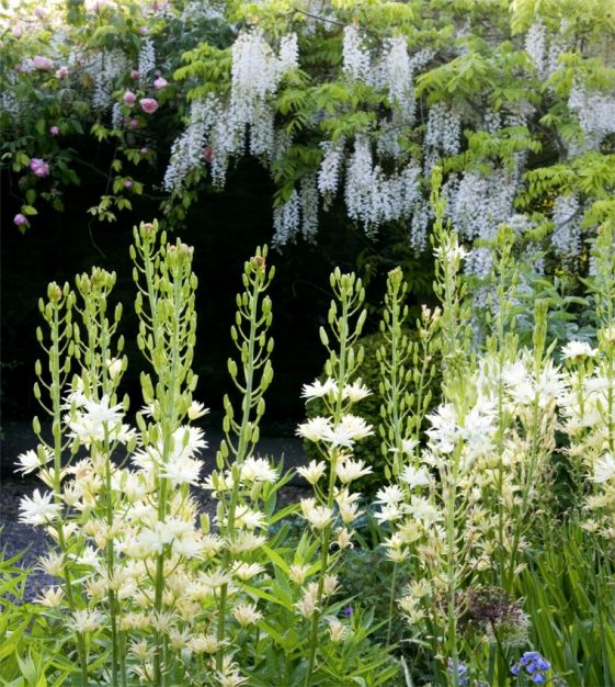 Camassia Semiplena