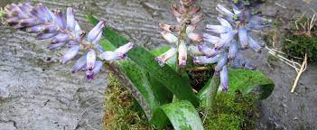 Lachenalia, Cape Cowslip Rupert
